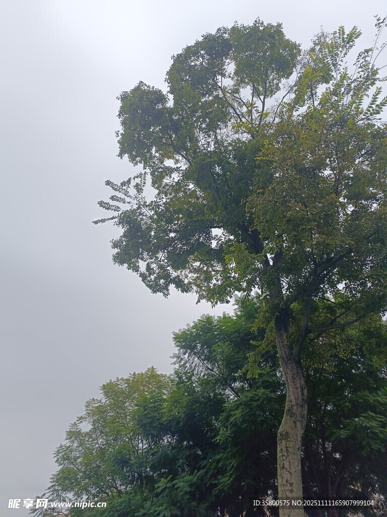 高大挺拔的茂盛树木