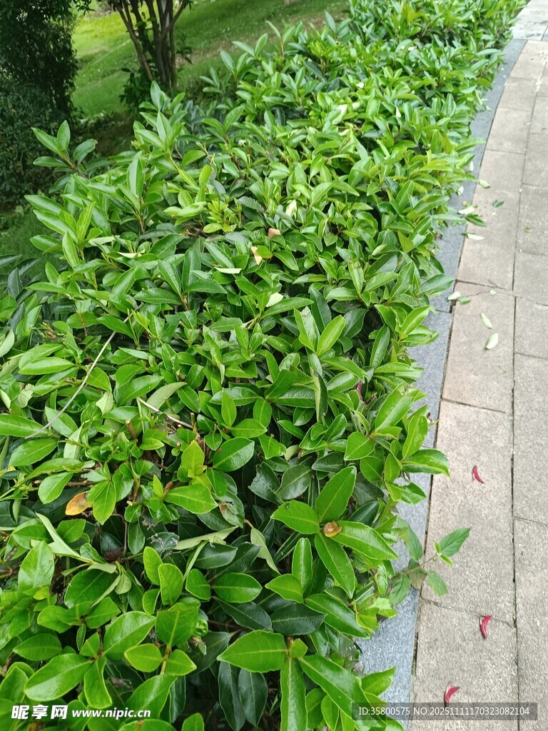 路边翠绿繁茂的植物景观