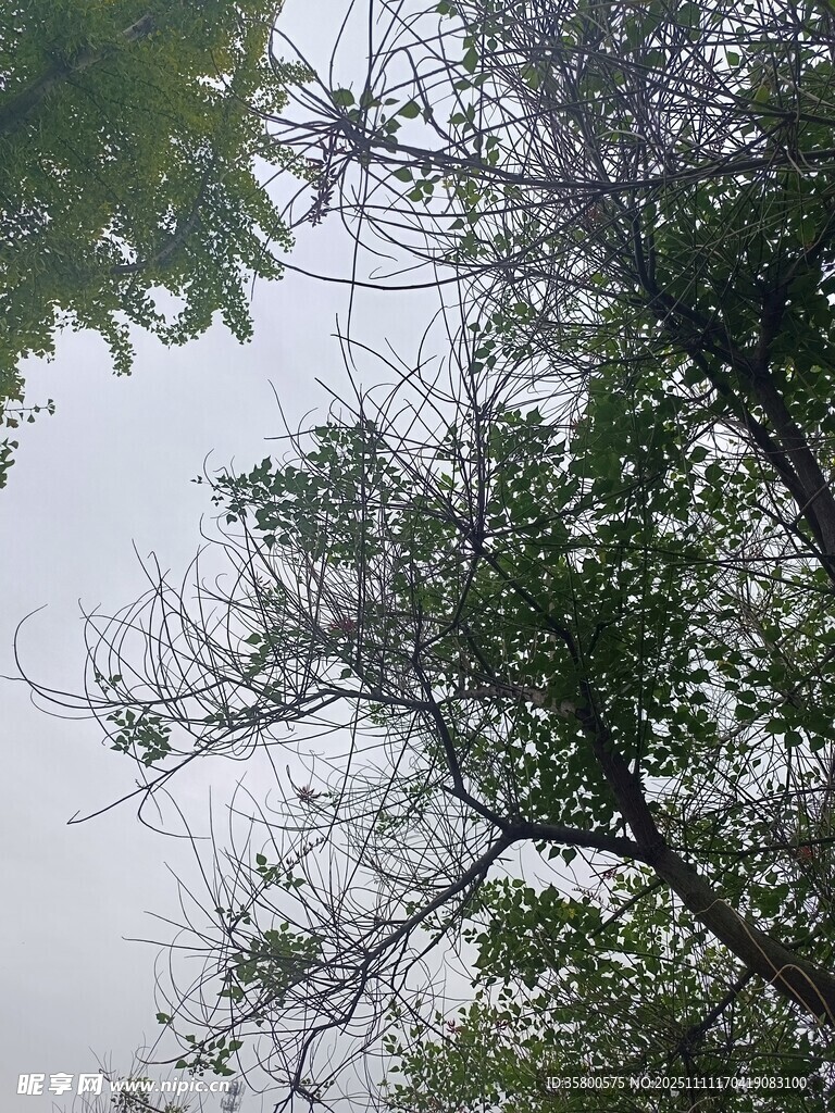 枝叶繁茂的树木景观