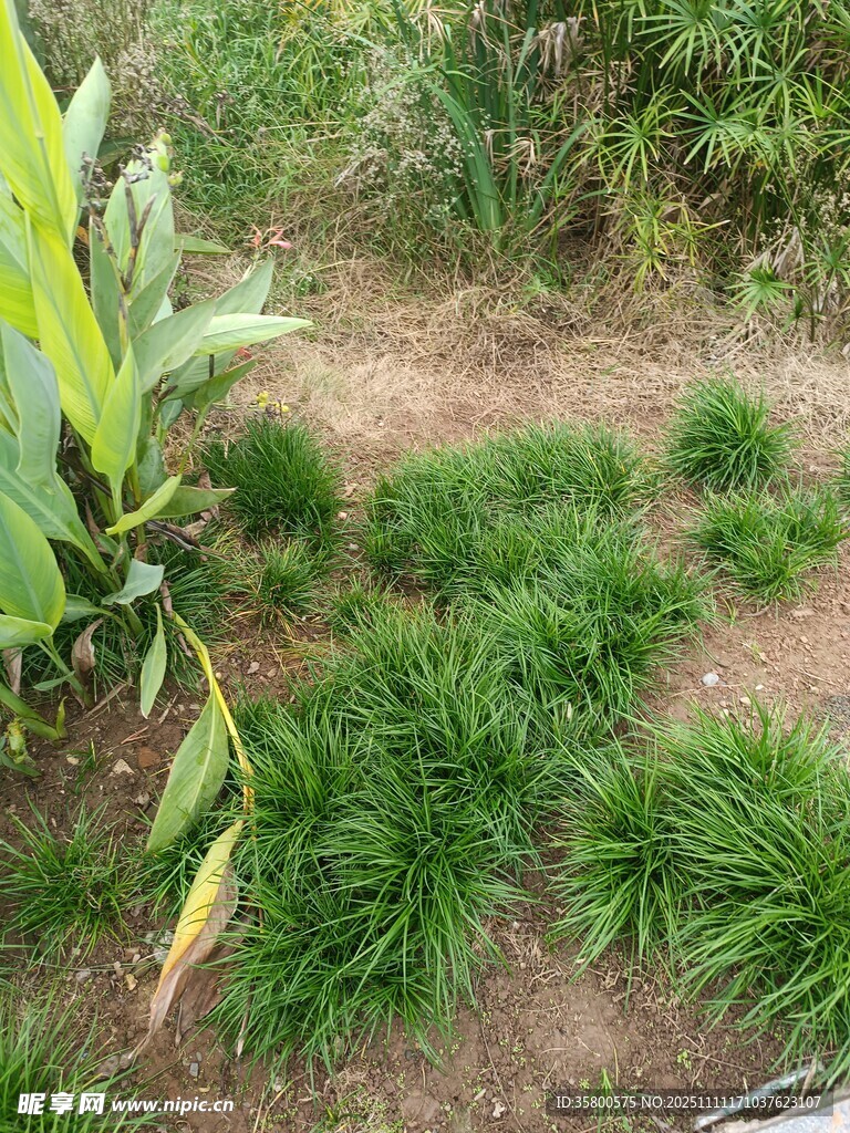 翠绿丛生草本植物景观