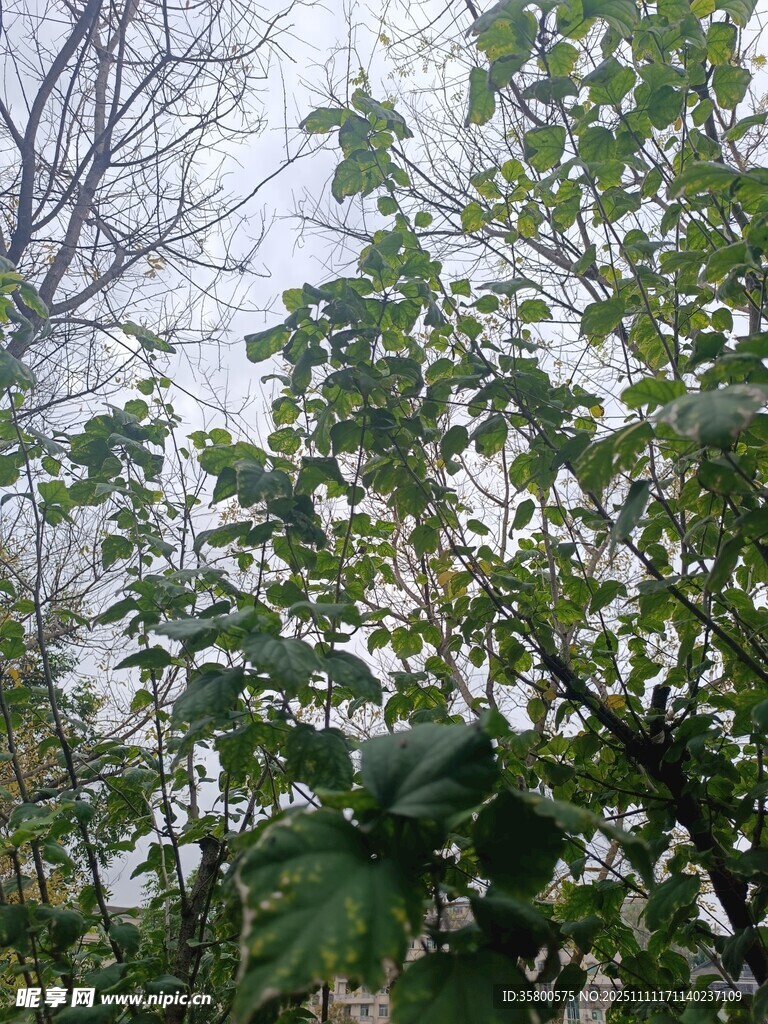 绿叶繁茂的树木景象