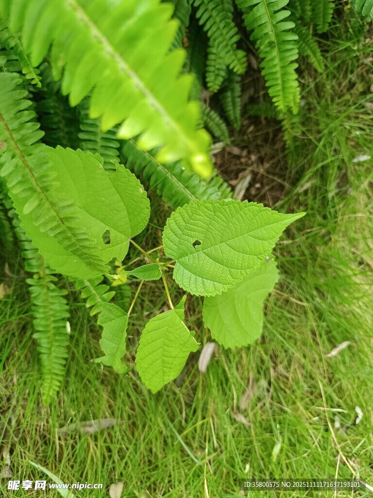 绿叶间的鲜嫩植物