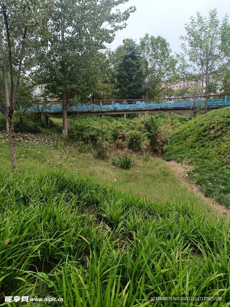 绿意盎然的户外自然景观