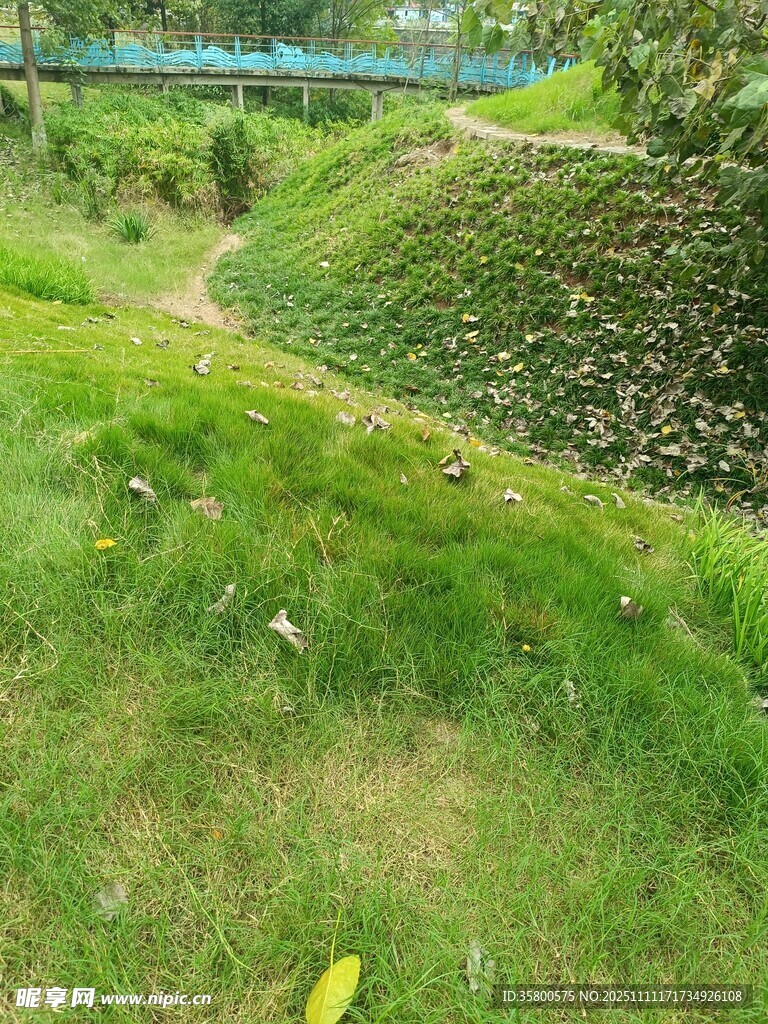 绿意盎然的户外自然景观