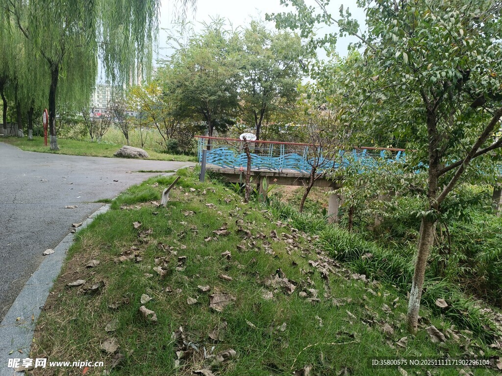 公园小径旁的绿植与长椅