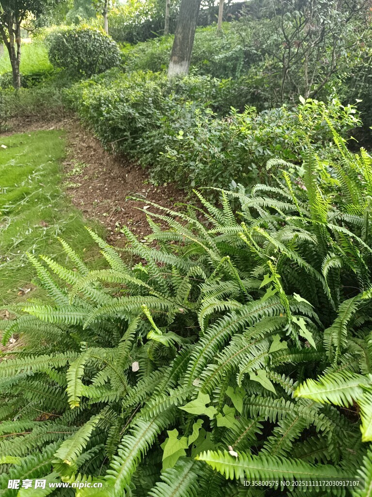 绿意盎然的植物小径