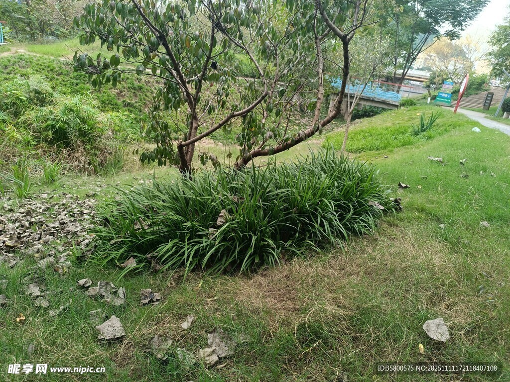 户外绿植景观一角