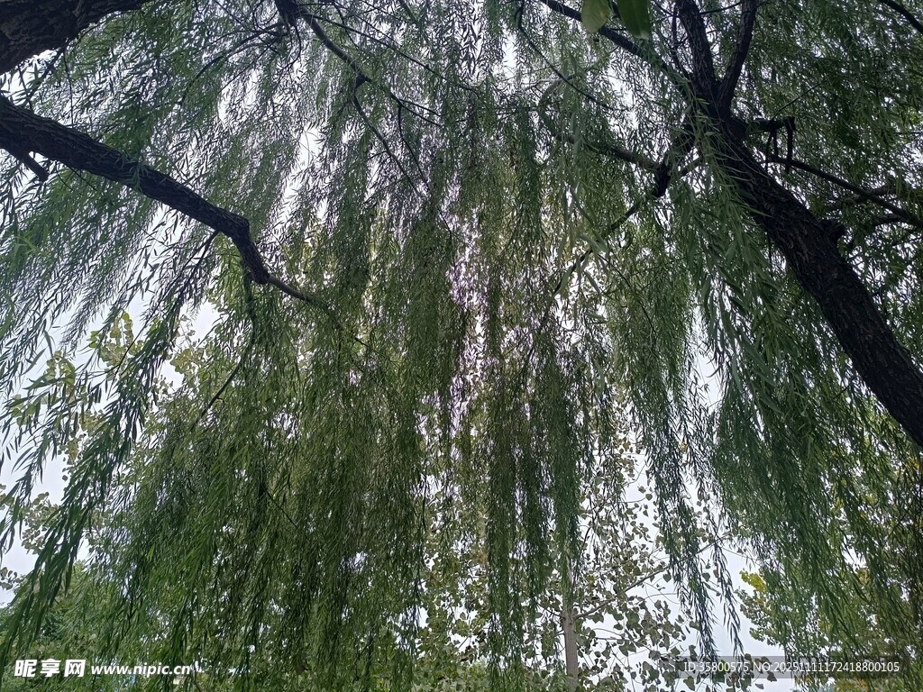 垂柳低垂的绿意景致