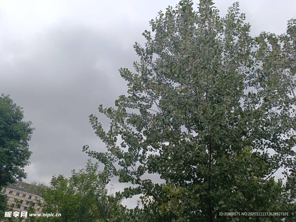 阴天中的葱郁树木