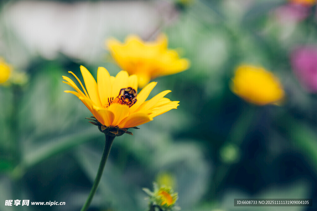花间蜜蜂采蜜的美丽瞬间