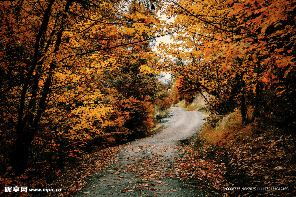 秋日林间小道的斑斓景致