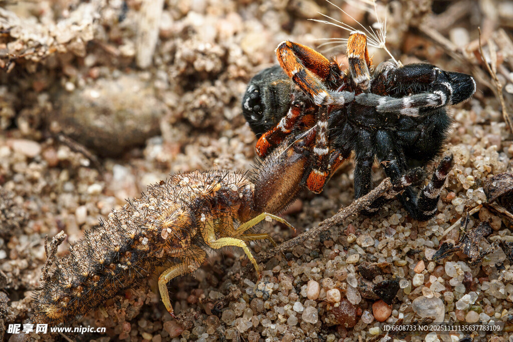 蜘蛛捕食昆虫瞬间