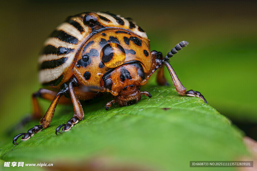 多彩条纹甲虫趴在绿叶上