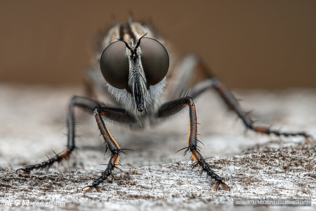 微距下的苍蝇特写