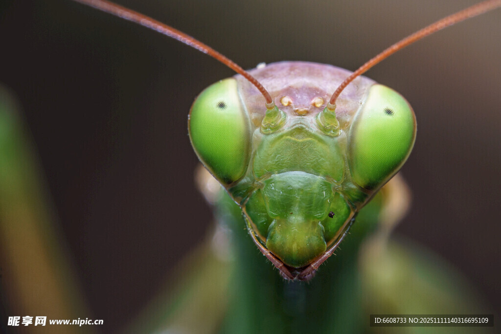 绿色螳螂特写