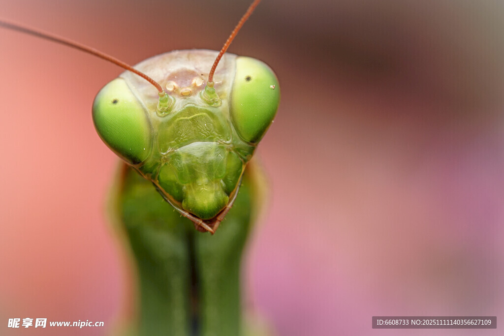 绿色螳螂特写