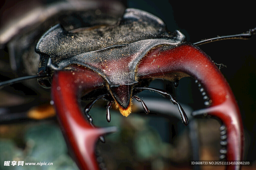 巨大锹甲虫特写