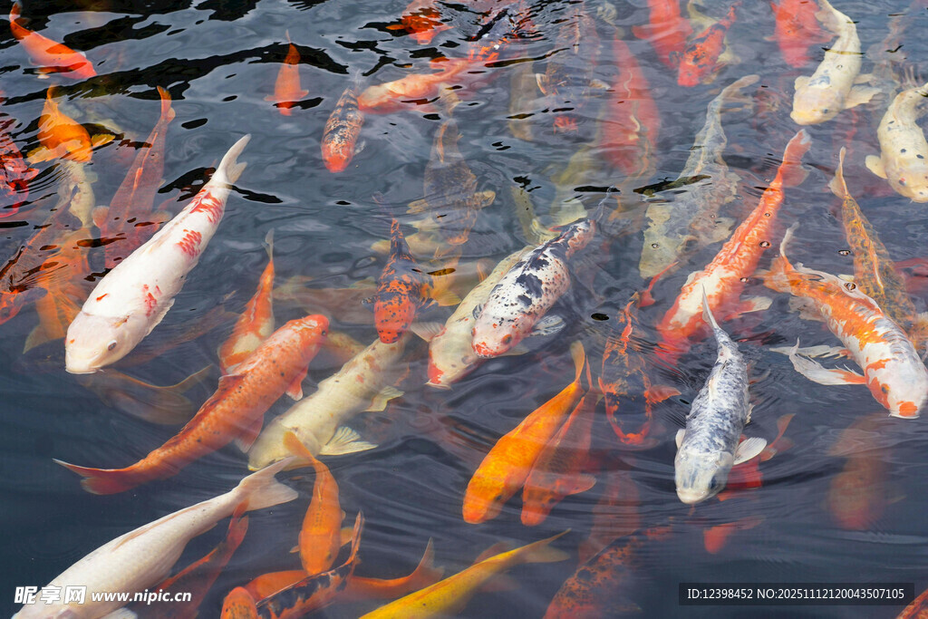 池塘中游动的多彩锦鲤