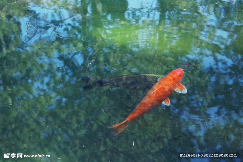 水中游弋的艳丽红锦鲤