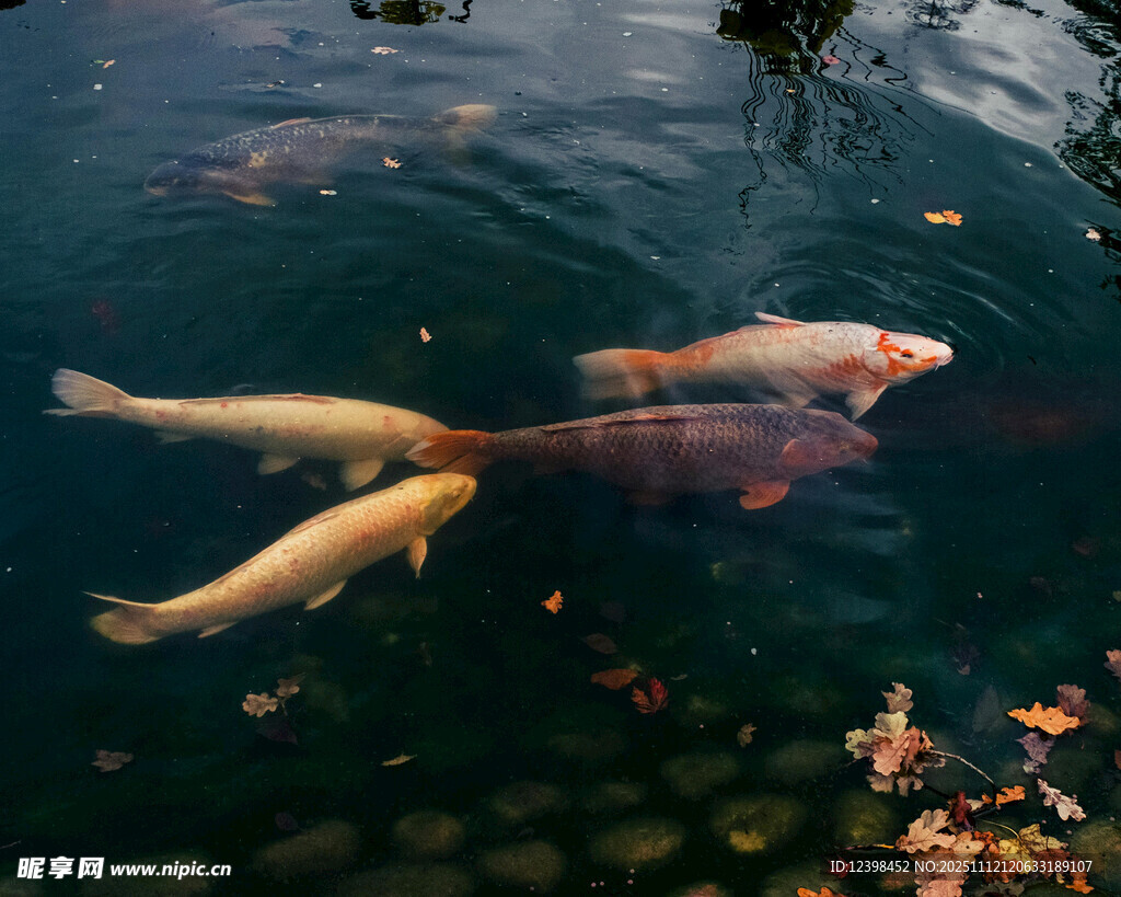 池塘中游动的锦鲤