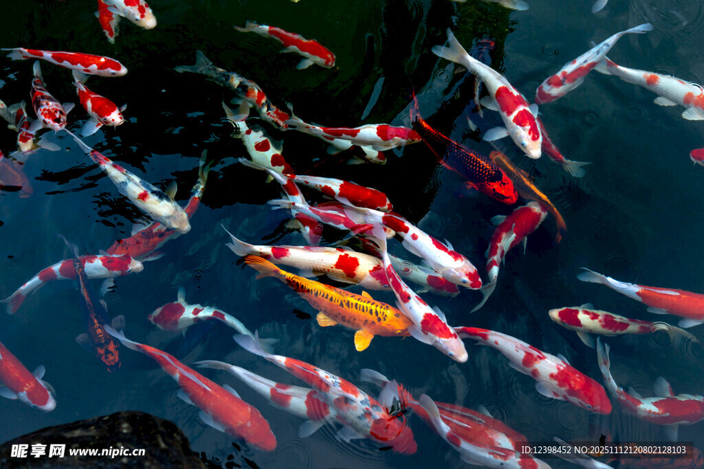 池塘中游动的多彩锦鲤