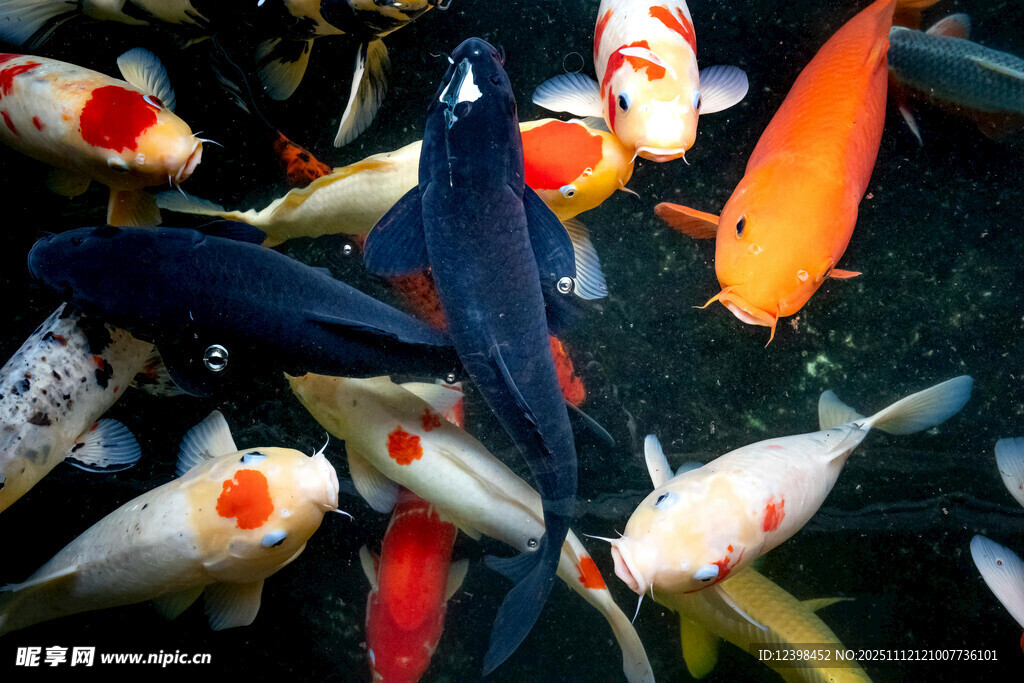 池塘中游动的多彩锦鲤