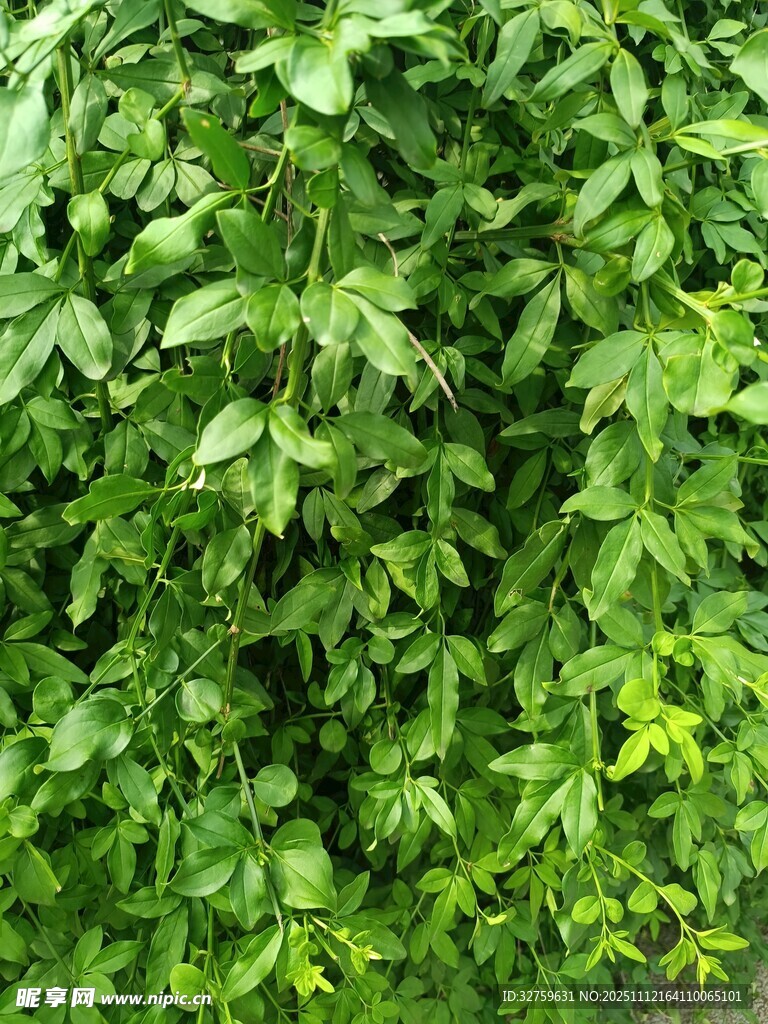 翠绿繁茂的植物叶片