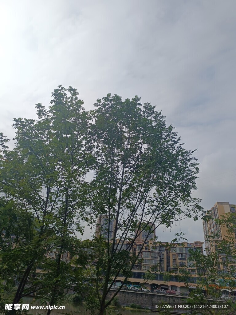 阴天城市中的绿树景观