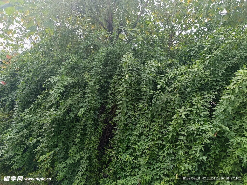 茂密绿植覆盖的繁茂景象