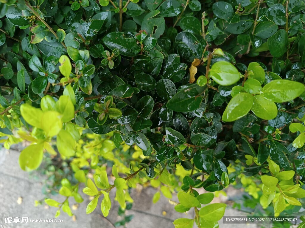 翠绿繁茂的植物景观