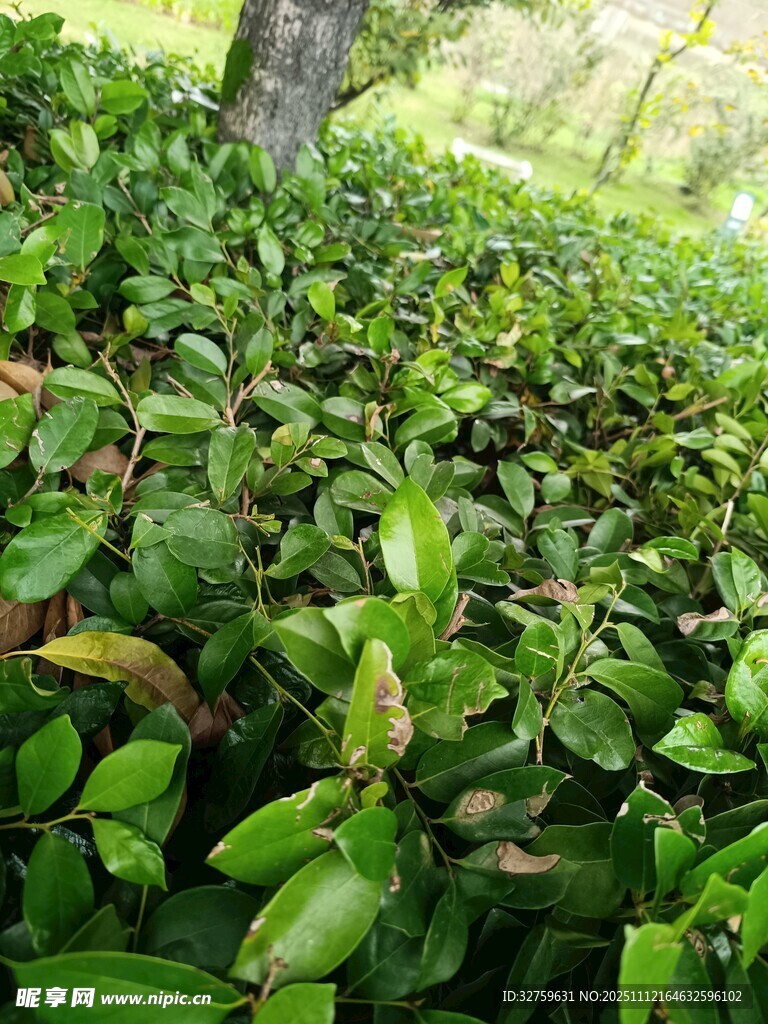 翠绿繁茂的灌木丛