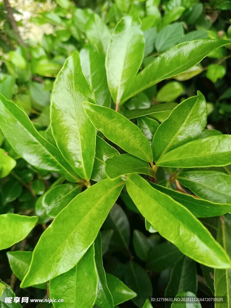 翠绿繁茂的植物叶片
