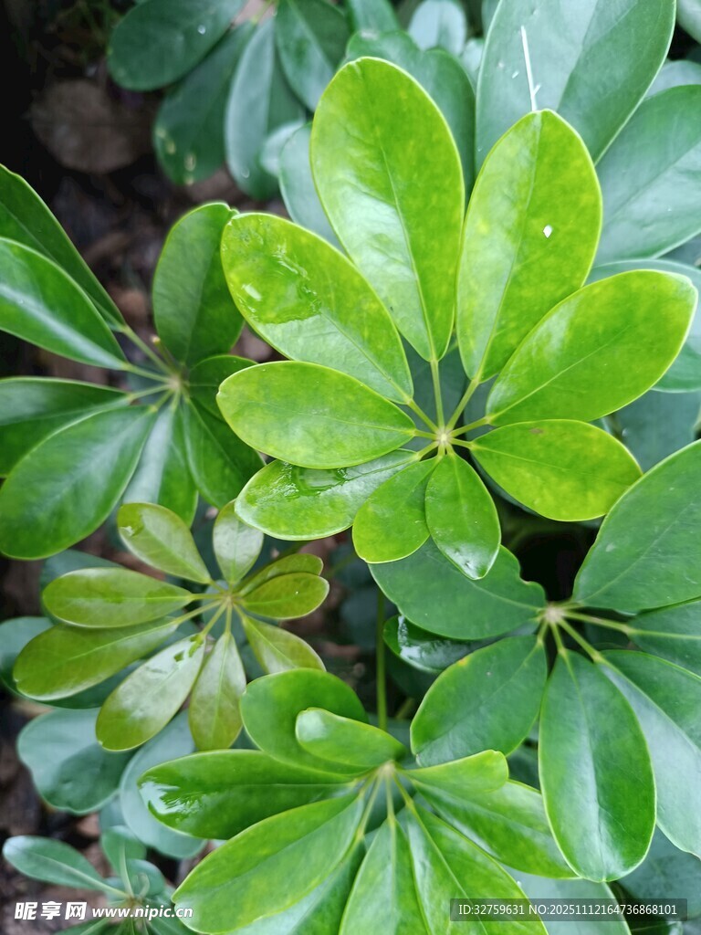翠绿鹅掌柴植物特写