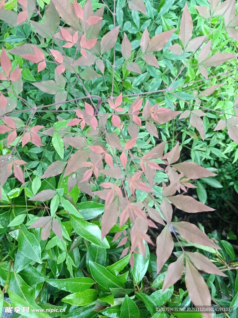 多彩叶片植物特写