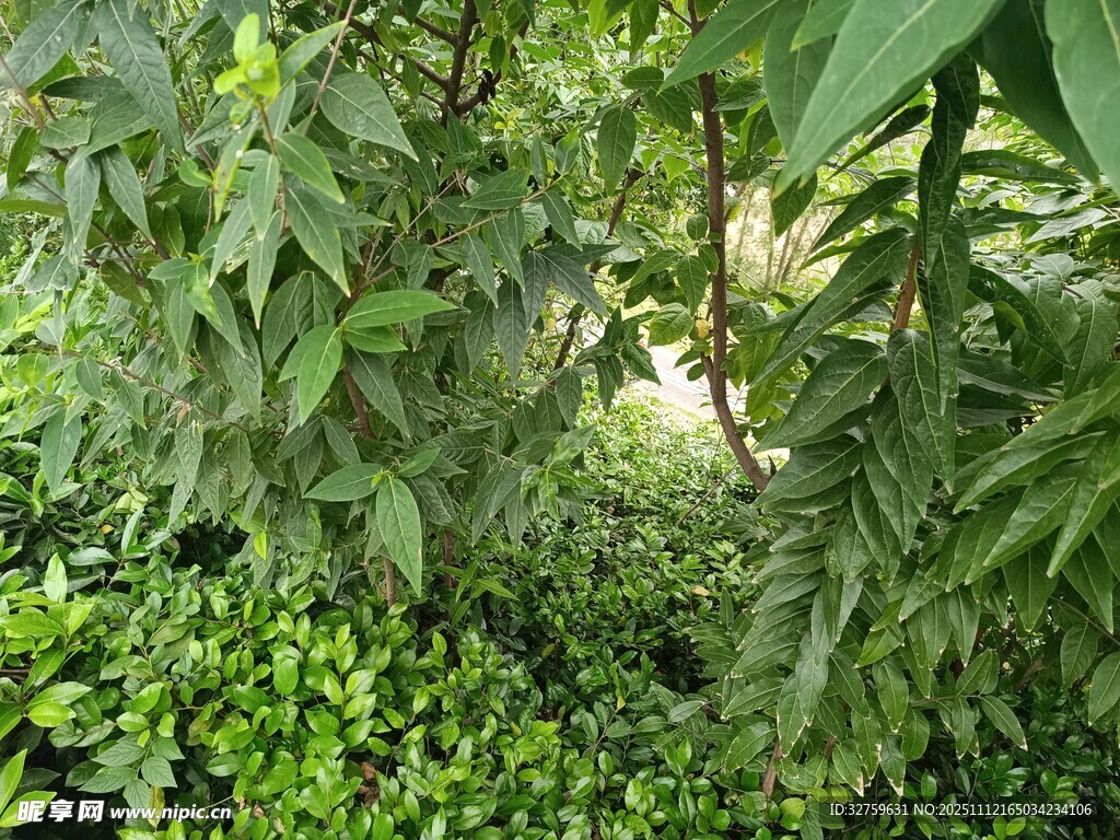 繁茂绿植景观