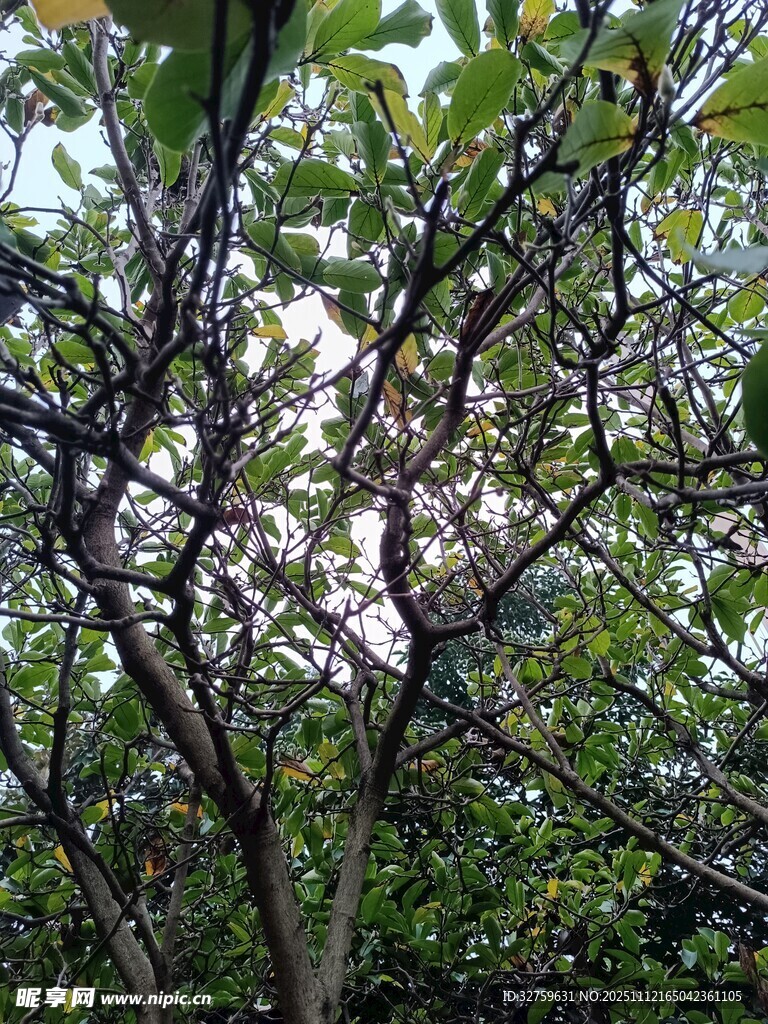 繁茂树枝间的绿意景致