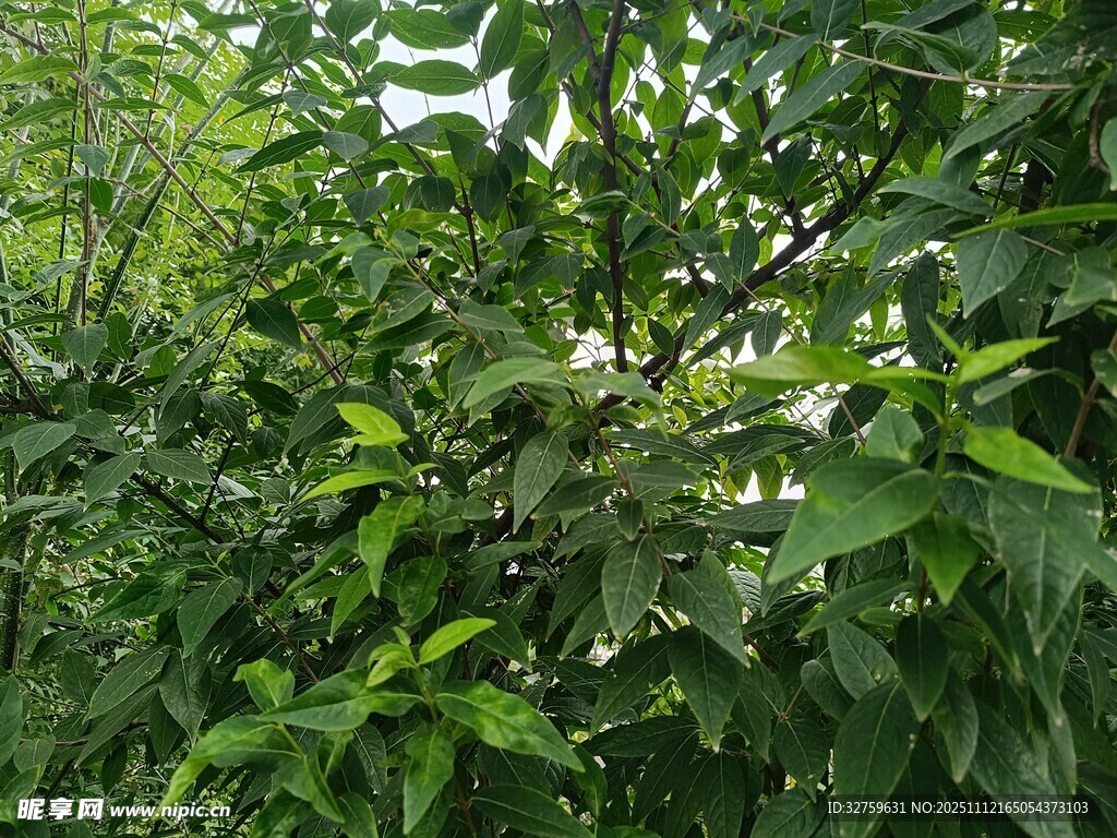 繁茂绿植景观