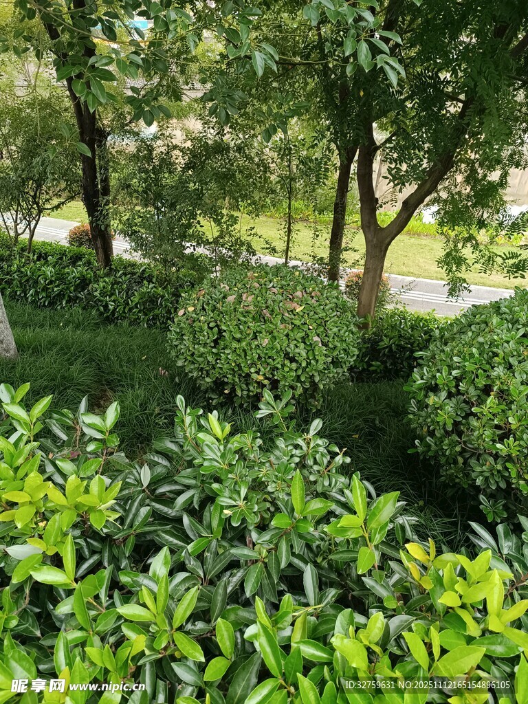 绿意盎然的园林植物景观摄影图__自然风景_自然景观_摄影图库_昵图网