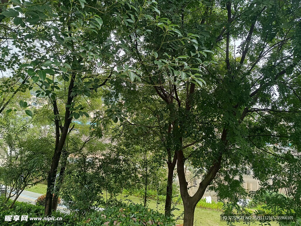 夏日葱郁树林景观