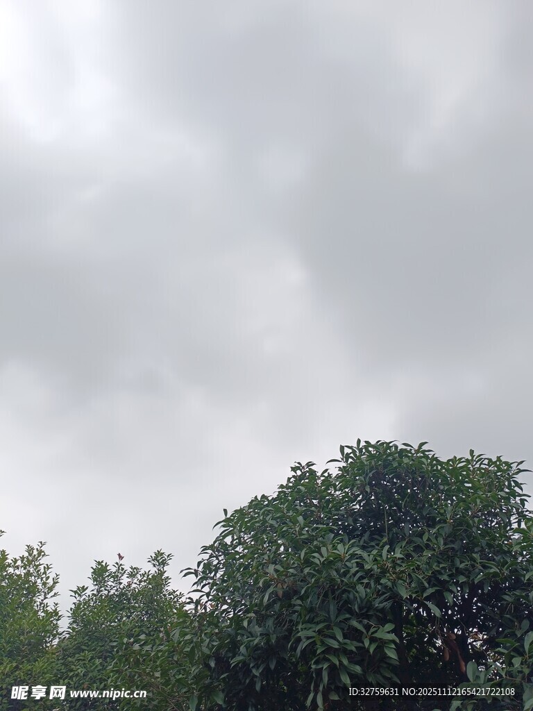 阴天景象下的葱郁树木