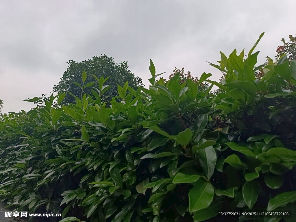 绿意盎然的繁茂植物景观