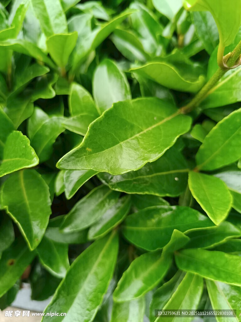 翠绿繁茂的植物叶片