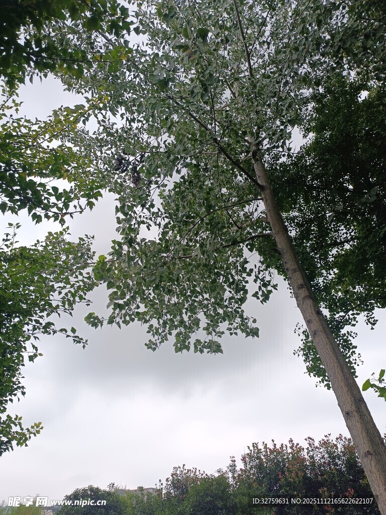 绿树蓝天间的自然景致