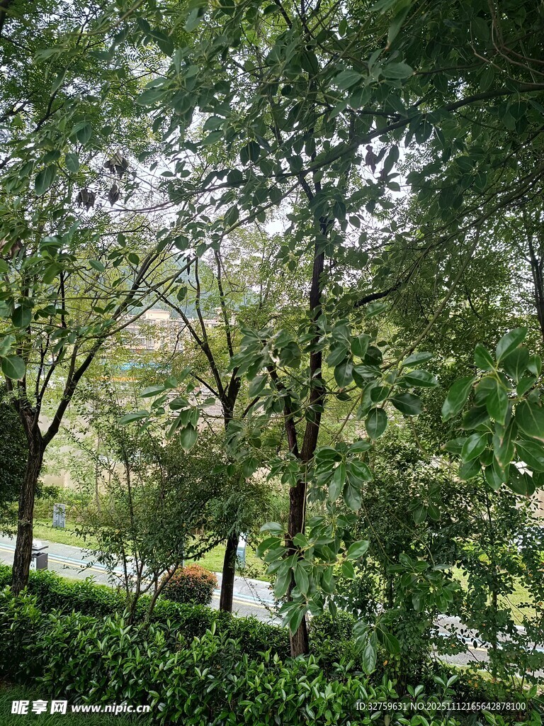 林间绿意盎然的自然景致