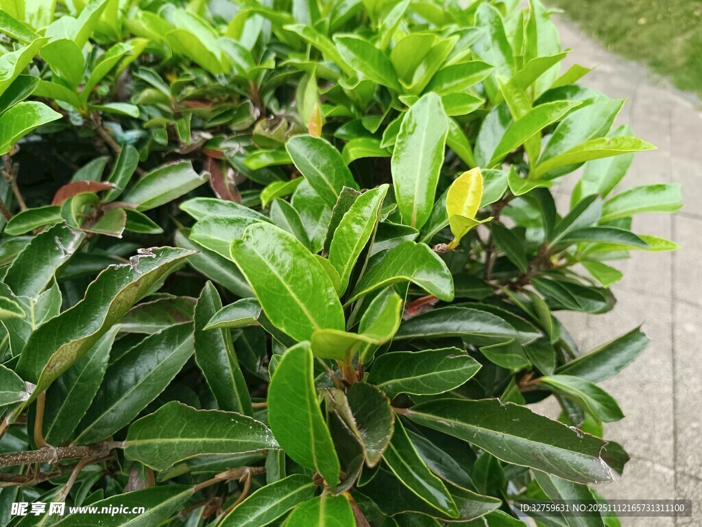 翠绿繁茂的绿植景观