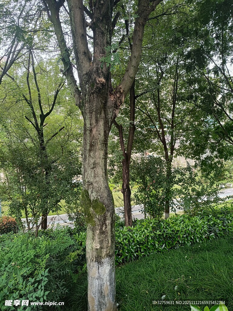 林间绿树与繁茂植被