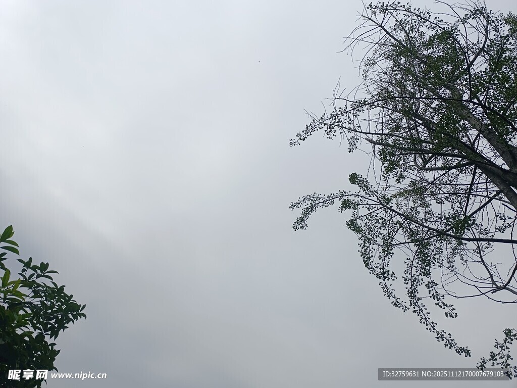阴天中的树梢