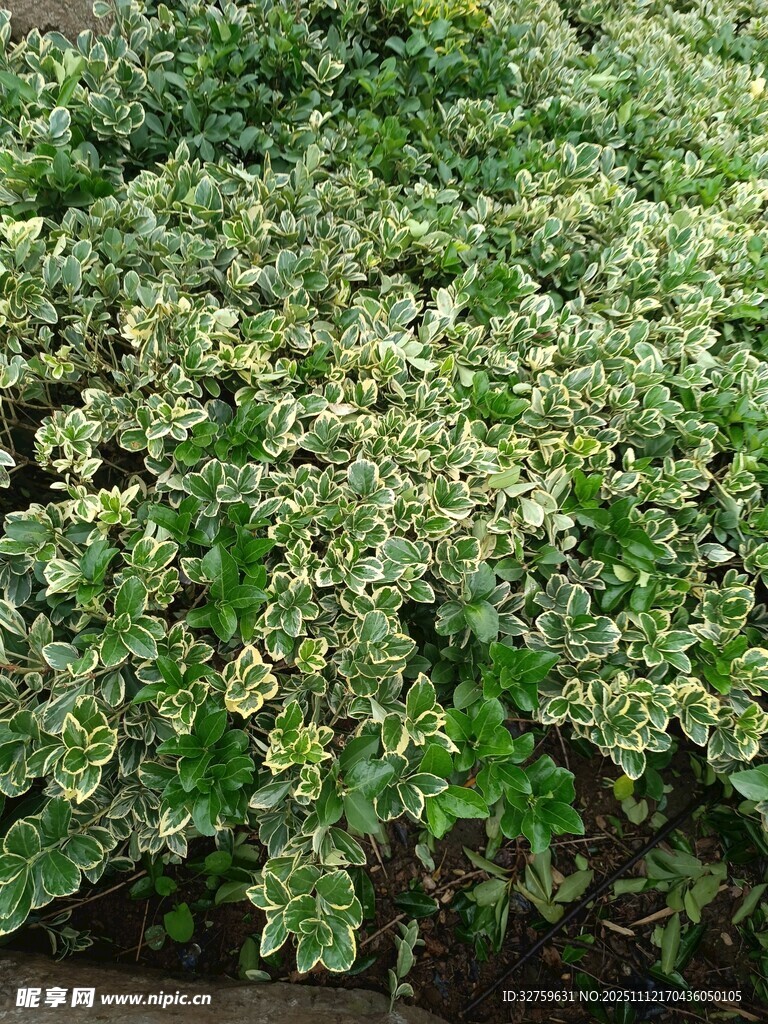 绿叶白花植物特写