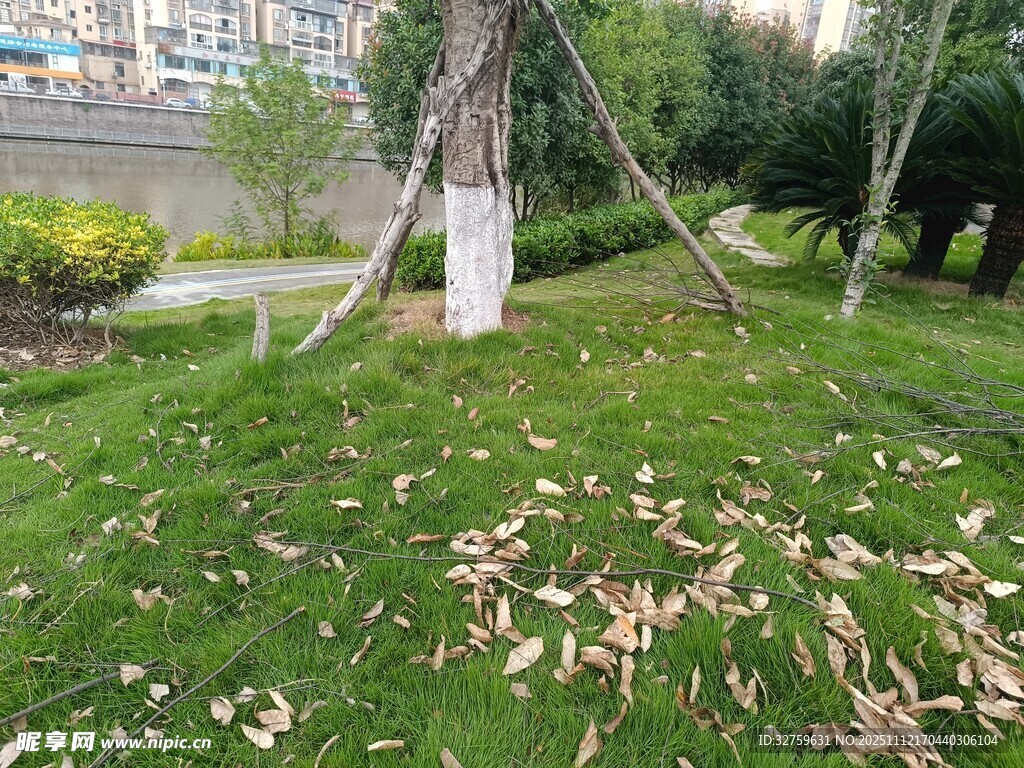 公园草地树木与散落枯叶