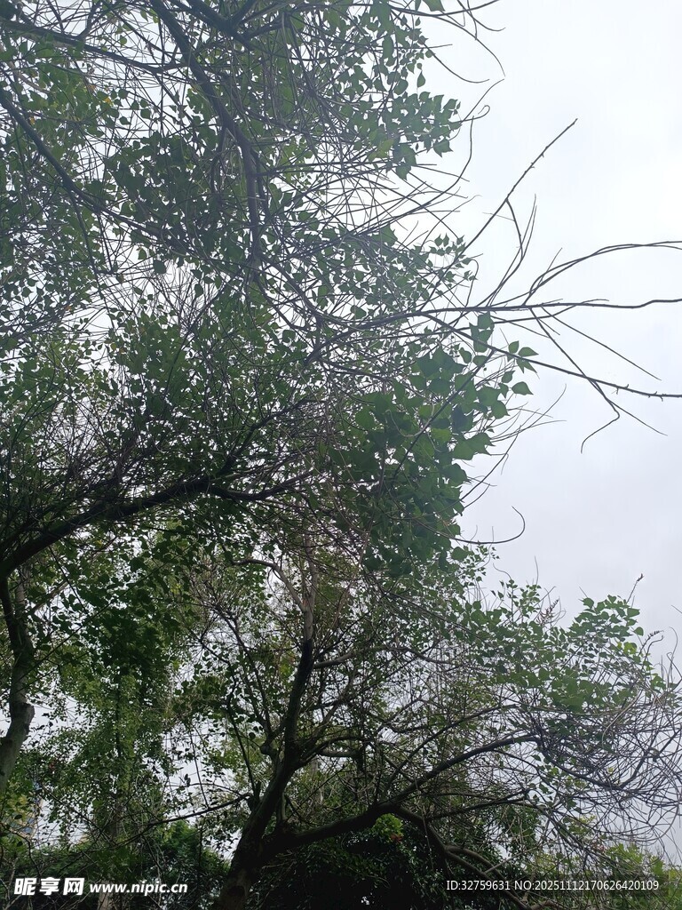 枝叶繁茂的树木景观